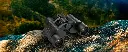 Astrophire Orion 10x50